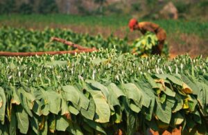 cigarros dominicanos